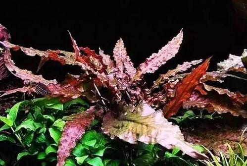 水草种子种植视频教程,从播种到养护的全方位指导