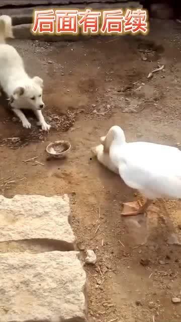 鹅的搞笑视频,爆笑视频大盘点